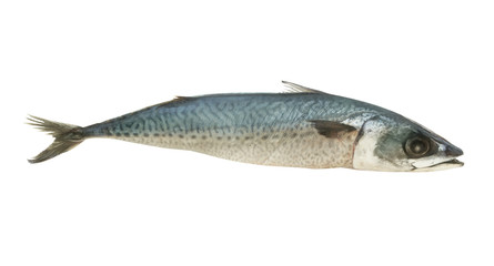 Mackerel fish isolated 