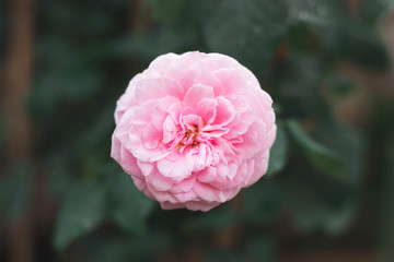 pink rose in the garden