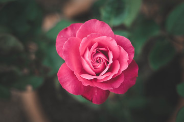 pink rose
