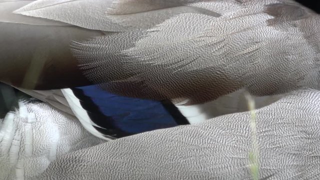 4k Mallard duck wing stationary shot.