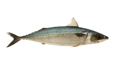 Fresh mackerel fish isolated on white background