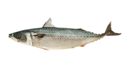 Fresh mackerel fish isolated on white