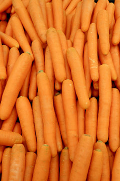 Vertical image of heap of vibrant orange color fresh carrots for background or banner