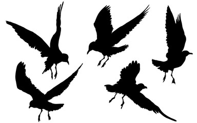 Seagulls birds flying, silhouette