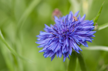 Cornflower's Blue - Centaurea cyanus