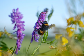 Bumblebee sitting in a purple garden flower