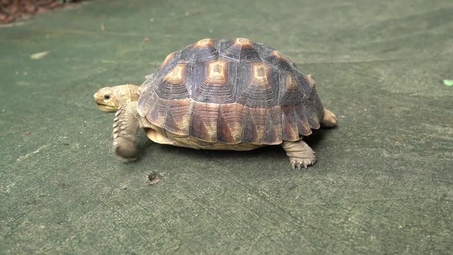 Affrican spurred tortoise, land turtle is walking slowly on the sidewalk
