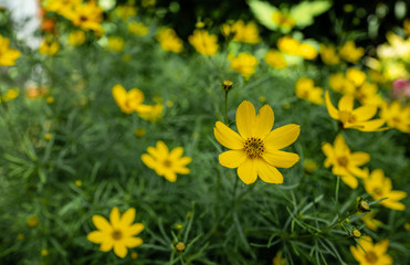 nahaufnahme von gelben coreopsis blüten, mädchenauge