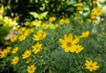 nahaufnahme von gelben coreopsis blüten, mädchenauge