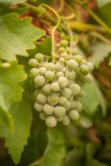 Grapes with Mildew - Uncinula necator