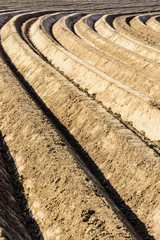 Deep and regular, curved furrows in a freshly plowed field planted with potato in the belgian...