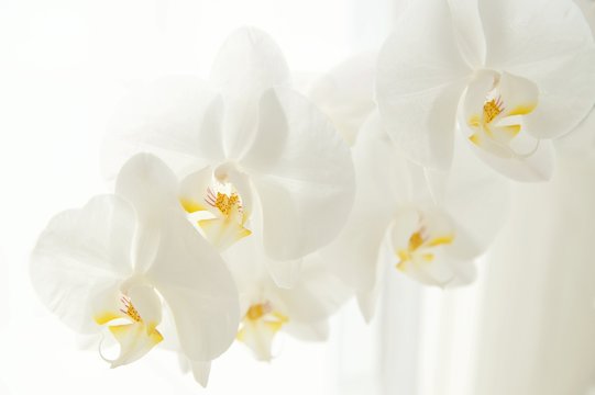 Branch of white Moon orchids. Close up of white orchids on light background. Moon Orchid flower on blur background in composition with copy space. 