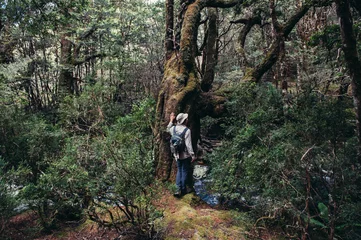 Papier Peint photo autocollant Mont Cradle moss trees at Cradle Mountain hiking Tasmania Australia