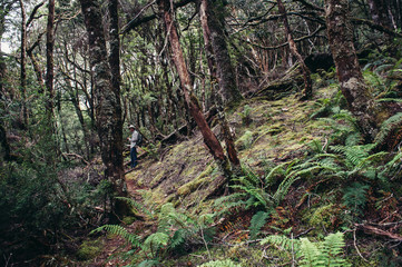 moss trees at Cradle Mountain hiking Tasmania Australia