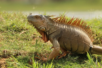 Iguana in Costa Rica Cano Negro