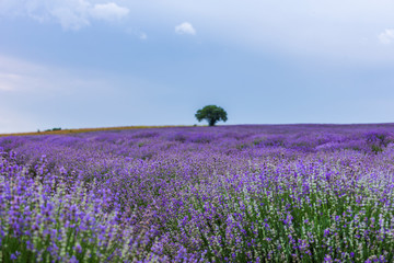 Obraz premium Lavender flowers blooming field and a lonely tree uphill on hot summer day