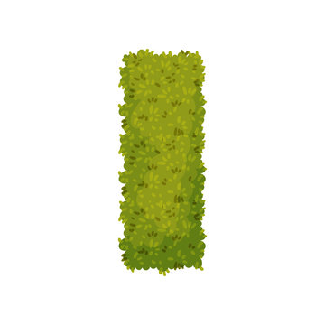 Bush In The Shape Of A Rectangle. View From Above. Vector Illustration On White Background.