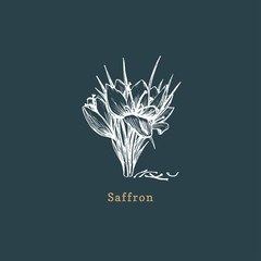 Vector Saffron sketch. Drawn spice herb in engraving style. Botanical illustration of organic, eco plant.