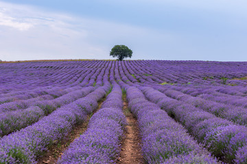 Lavender flower blooming fields in endless rows.