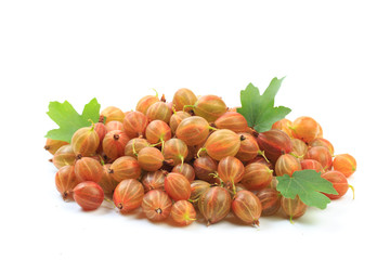 gooseberry isolated  on white background - Image .