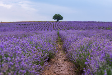 Fototapeta na wymiar Lavender flowers blooming field and a lonely tree uphill on hot summer day