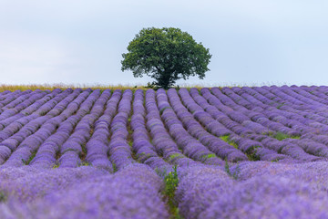 Lavender flowers blooming field and a lonely tree uphill on hot summer day
