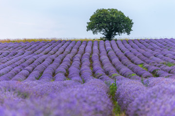 Lavender flowers blooming field and a lonely tree uphill on hot summer day