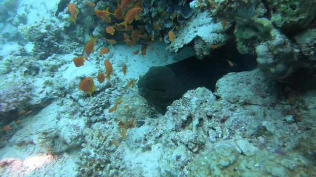 Moray 5
