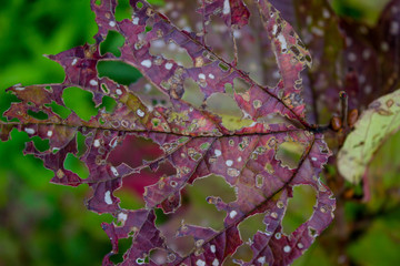 Tree leaves eaten by aphids. Destroyed leaves by insects.