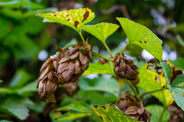 Dry hop cones on a branch against a green background.