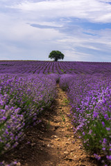 Lavender flowers blooming field and a lonely tree uphill on hot summer day