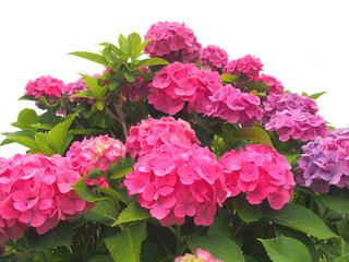 公園に咲くピンクの紫陽花