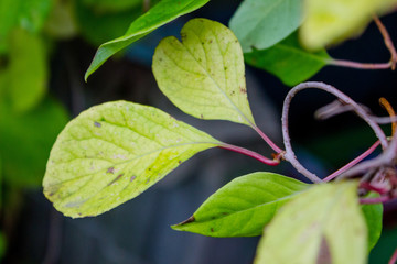 Lemongrass leaves closeup on the liana. Summer in Russia.