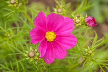 Obraz premium Różowy i piękny