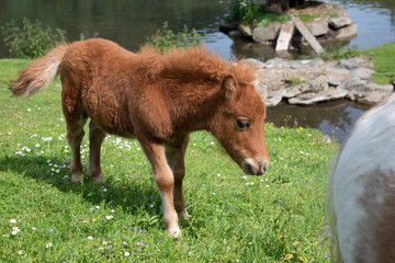 Fototapeta premium cute light brown baby filly on meadow
