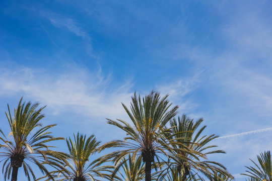 blue sky with palm trees background