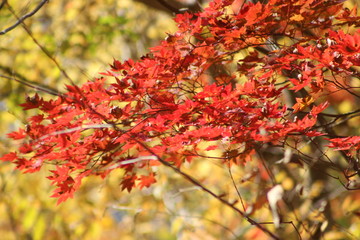 鳴子峡　紅葉