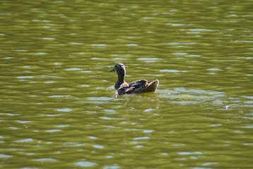 duck in a pond