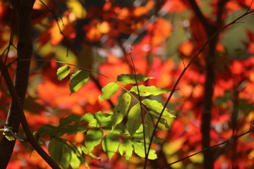 鳴子峡　紅葉
