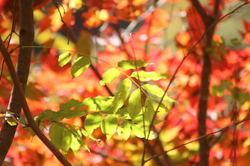 鳴子峡　紅葉