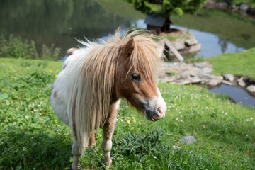 filly on meadow next to pond