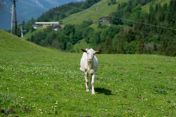 white goat walking towards viewer