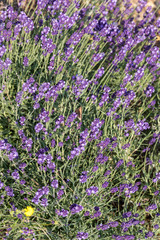 Obraz premium the blooming lavender flowers in Provence, near Sault, France