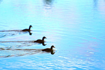 Mother and small duckling are swimming for food at the pond in the park in Russia.