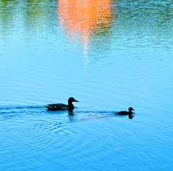 The silhouette of the duck family is swimming, searching for food at a pond in the Russian park.