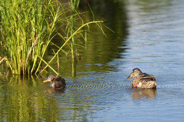 Mother and small duckling are swimming for food at the pond in the park in Russia.