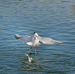 Birds are flying to find food at the pond in the park in Russia.