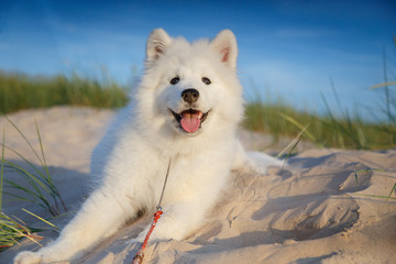 White puppy samoyed husky