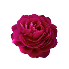 Obraz na płótnie Canvas Fresh beautiful pink rose isolated on white background