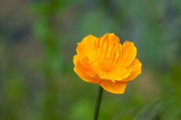 Obraz premium Trollius chinensis - Blooming Beauty